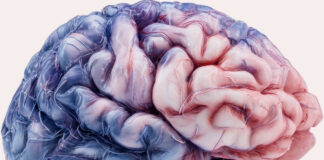 The 29% Edge: How High-Fat Dairy May Protect Your Brain’s Blood Vessels from Silent ‘Micro-Strokes’ How High-Fat Dairy May Protect Your Brain’s Blood Vessels from Silent Micro-Strokes