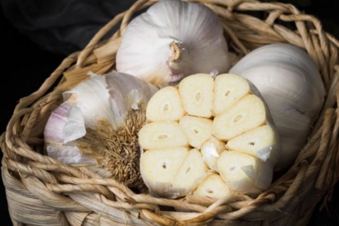 How to Store Garlic to Prevent Sprouting