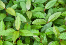 Is Kratom Addictive? What Science Says About Safety and Dependence Risk Is Kratom Addictive