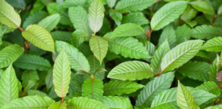 Is Kratom Addictive? What Science Says About Safety and Dependence Risk Is Kratom Addictive