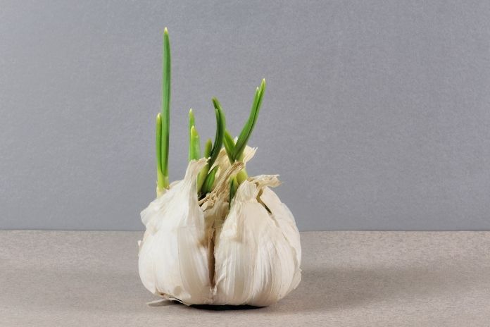 Is Sprouted Garlic Safe to Eat