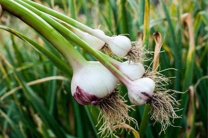 What Does It Mean When Garlic Sprouts