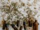 9 Criteria to Choose Genuine Essential Oils (2026 Buying Guide) 9 Criteria to Choose Genuine Essential Oils