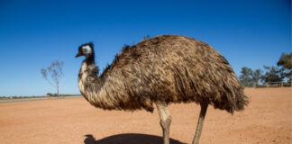 Emu Oil for Arthritis? Why It Works Differently for Osteoarthritis and Rheumatoid Arthritis Emu Oil for Arthritis Why It Works Differently for Osteoarthritis and Rheumatoid Arthritis