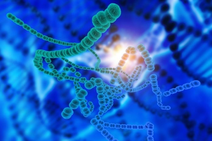 How DIM Works in the Body