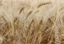 Is Shredded Wheat Healthy? Pros, Cons, and How It Fits Into a Balanced Diet Is Shredded Wheat Healthy