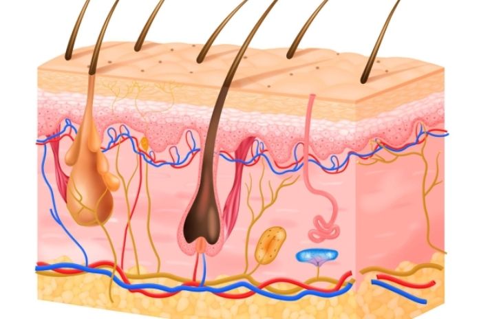 What Is the Skin Barrier
