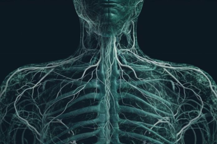 What Lymph Nodes Actually Do
