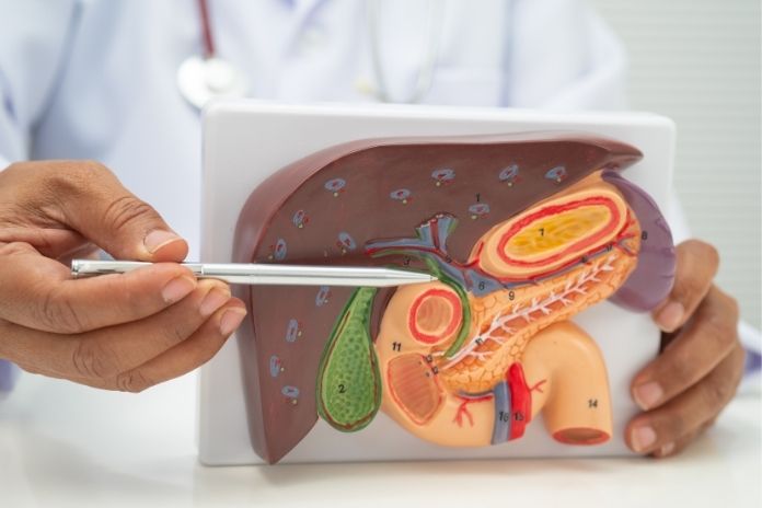 Why the Liver and Pancreas Affect Energy Levels