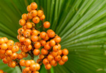 Can Saw Palmetto Really Treat an Enlarged Prostate? What the Evidence Shows Can Saw Palmetto Really Treat an Enlarged Prostate