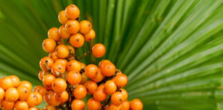 Can Saw Palmetto Really Treat an Enlarged Prostate? What the Evidence Shows Can Saw Palmetto Really Treat an Enlarged Prostate