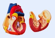 Pericarditis vs. Endocarditis: How to Tell the Difference and When to Seek Care Pericarditis vs. Endocarditis