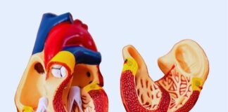 Pericarditis vs. Endocarditis: How to Tell the Difference and When to Seek Care Pericarditis vs. Endocarditis