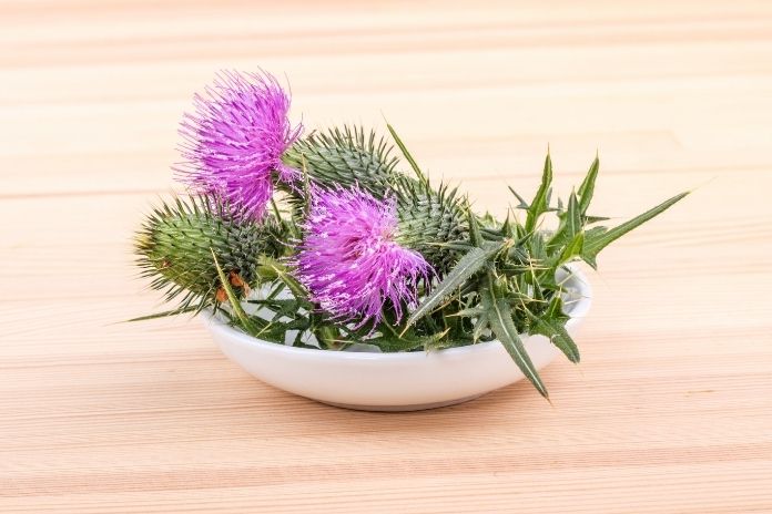 Safety Considerations Before Using Milk Thistle