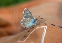 What Are “Butterflies in Your Stomach”? The Real Science Behind Gut Feelings What Are Butterflies in Your Stomach