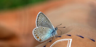What Are “Butterflies in Your Stomach”? The Real Science Behind Gut Feelings What Are Butterflies in Your Stomach