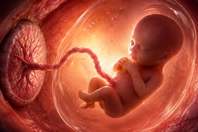 What-Is-a-Bicornuate-Uterus What-Is-a-Bicornuate-Uterus