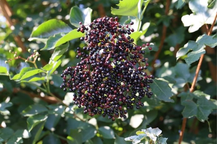 Elderberries