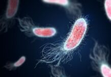 Harvard Gut Discovery: How the Microbiome Could Change Obesity Treatment Harvard Gut Discovery