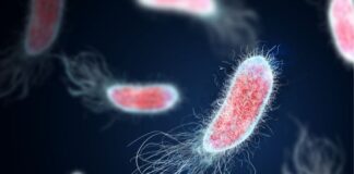 Harvard Gut Discovery: How the Microbiome Could Change Obesity Treatment Harvard Gut Discovery