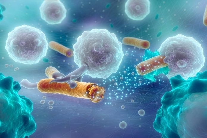 Prebiotic Fibers That Influence Immune Signaling