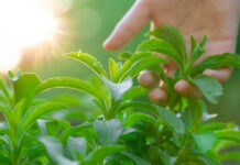 Stevia Compound Boosts Minoxidil Absorption — A Breakthrough for Baldness? Stevia Compound Boosts Minoxidil Absorption