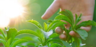 Stevia Compound Boosts Minoxidil Absorption — A Breakthrough for Baldness? Stevia Compound Boosts Minoxidil Absorption