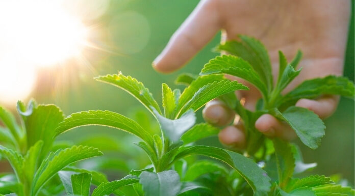 Stevia Compound Boosts Minoxidil Absorption — A Breakthrough for Baldness? Stevia Compound Boosts Minoxidil Absorption