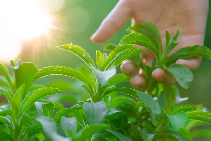 Stevia Compound Boosts Minoxidil Absorption Stevia Compound Boosts Minoxidil Absorption