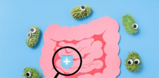 The Gut and Immune System Connection: Why So Much of Your Immune System Lives in the Gut The Gut and Immune System Connection