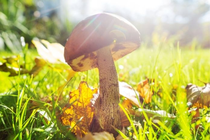 Vitamin D_ Only If Mushroom Got Sunlight