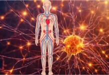 What Is the Parasympathetic Nervous System and Why Does It Matter? What Is the Parasympathetic Nervous System and Why Does It Matter