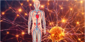 What Is the Parasympathetic Nervous System and Why Does It Matter? What Is the Parasympathetic Nervous System and Why Does It Matter