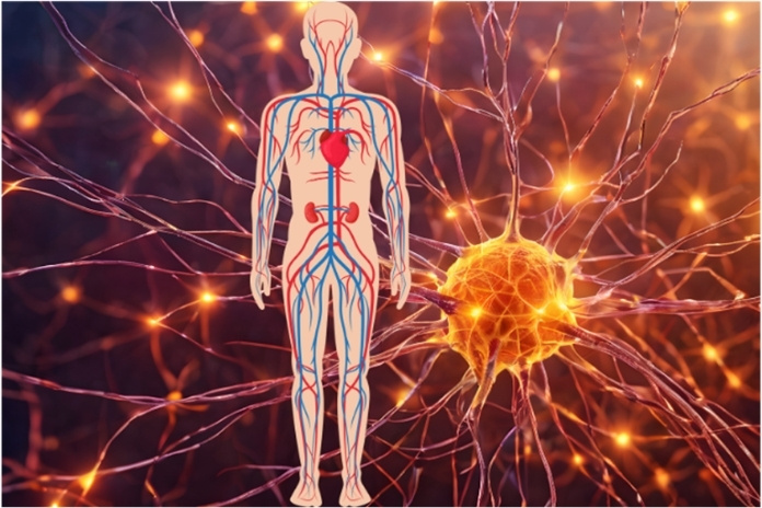 What Is the Parasympathetic Nervous System and Why Does It Matter What Is the Parasympathetic Nervous System and Why Does It Matter