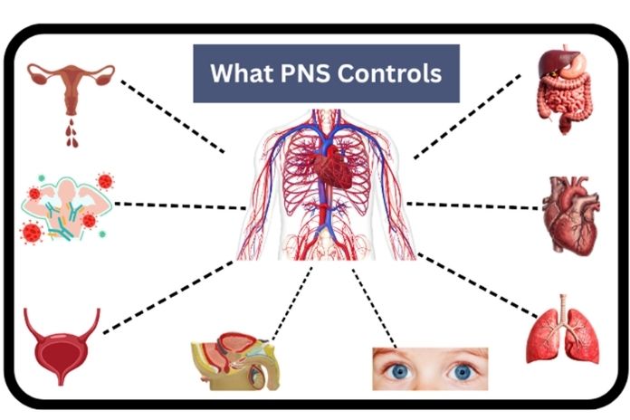 What the Parasympathetic Nervous System Actually Controls
