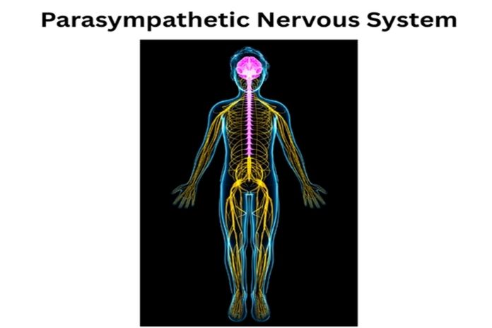 Why the Parasympathetic Nervous System Matters for Your Health
