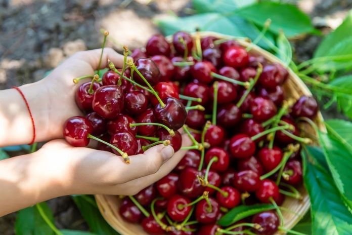 Cherries
