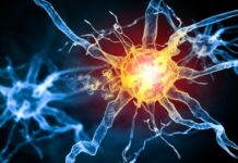 How Your Hormones Affect Your Bones, Brain, Heart, Eyes, Hair, and Gut How Your Hormones Affect Your Bones