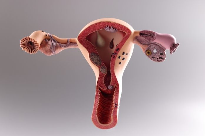 How the Vaginal and Bladder Microbiomes Influence Each Other