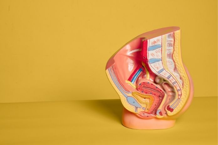 The Complete Anatomy of the Clitoris