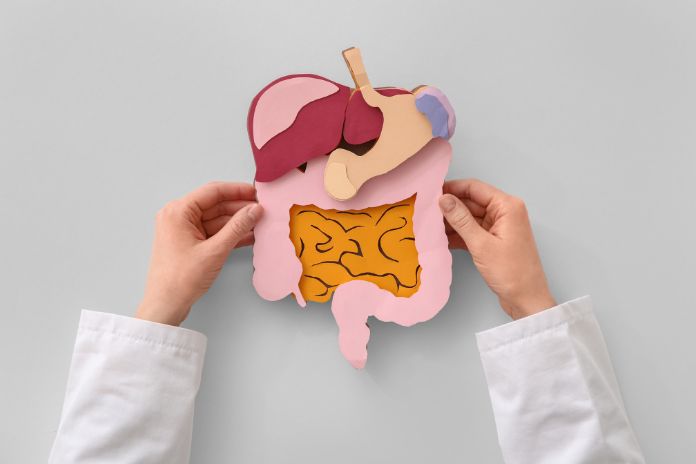 The Digestive Timeline What Happens After You Eat