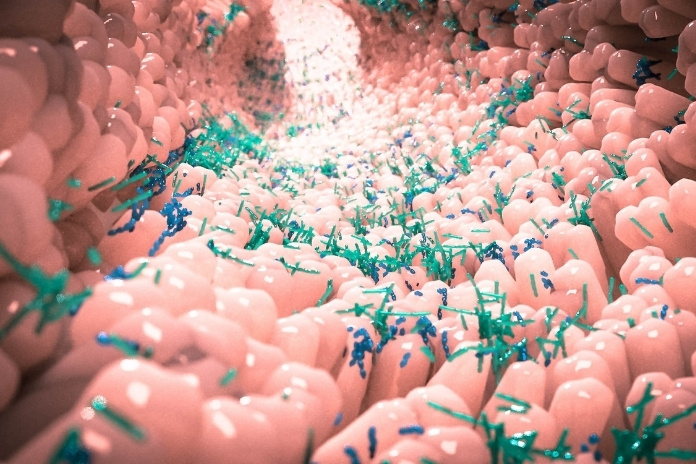 The Vaginal and Bladder Microbiome The Vaginal and Bladder Microbiome