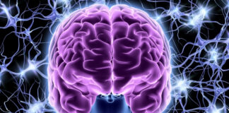 The Vagus Nerve Explained: How Your Gut and Brain Talk to Each Other The Vagus Nerve Explained How Your Gut and Brain Talk to Each Other