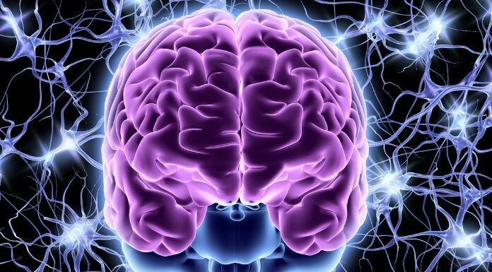 The Vagus Nerve Explained: How Your Gut and Brain Talk to Each Other The Vagus Nerve Explained How Your Gut and Brain Talk to Each Other