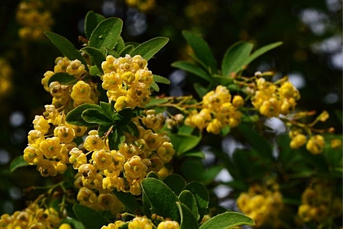 What Is Berberine