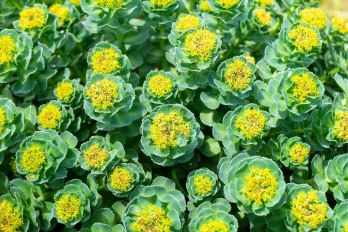 What Is an Adaptogen