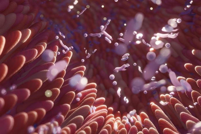 Which Medical Conditions Are Associated With Increased Intestinal Permeability