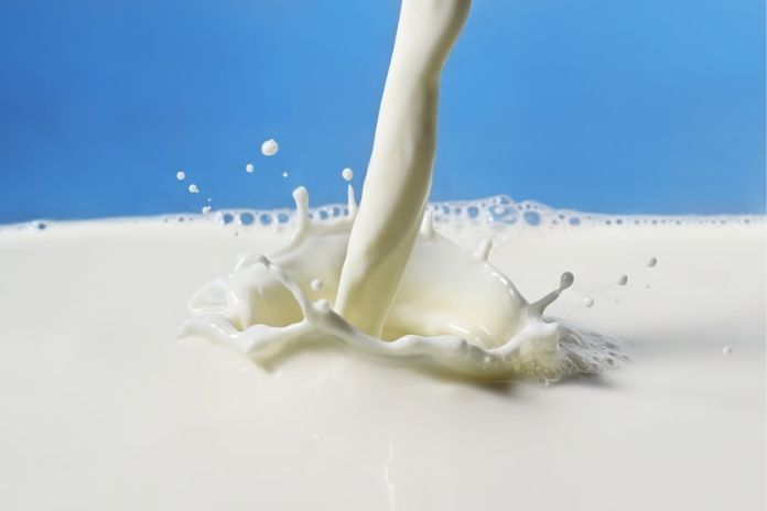Whole Milk in High Volumes