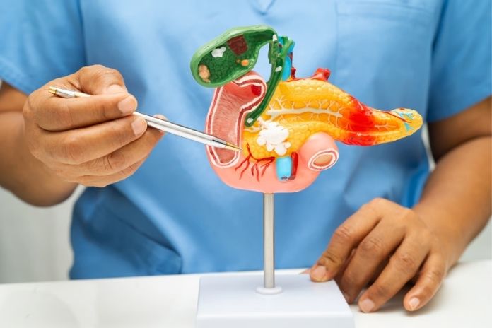 Why Weight Is Not the Whole Picture The Insulin Resistance Mechanism